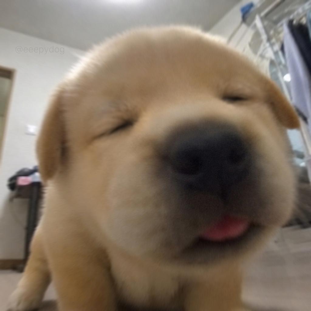 my dog for a reason